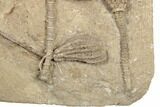 Four Detailed Fossil Crinoids - Crawfordsville, Indiana #188690-4